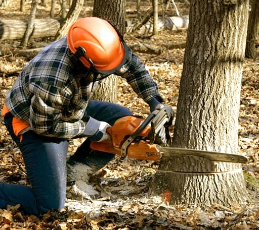 Tree Removal in Saxe, VA